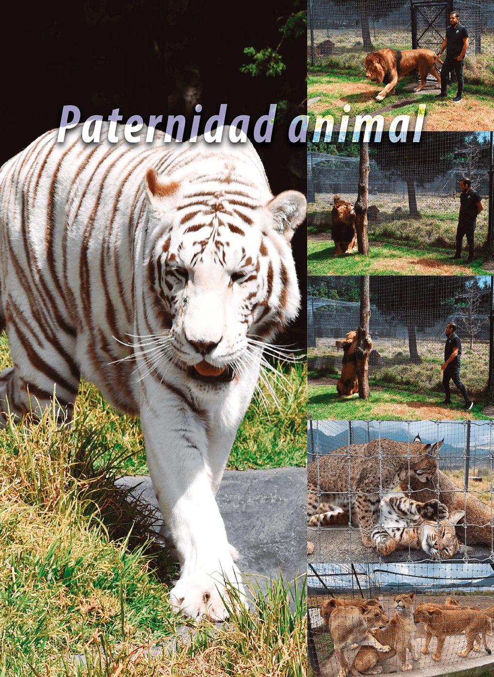 eduardo-serio- fundador-fundacion-black-jaguar-white-tiger